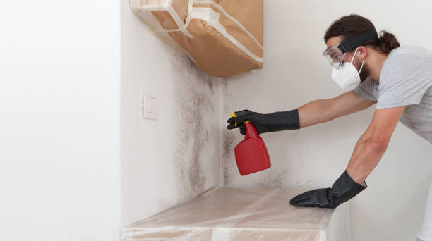 Professional Basement Mold Removal technician working in Media, PA
