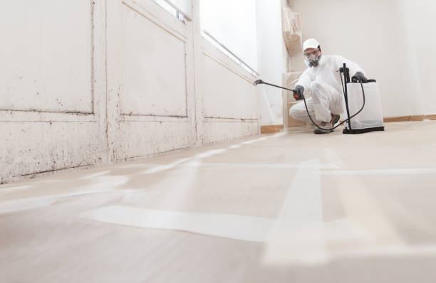 24/7 Emergency Basement Mold Removal experts in Media, PA