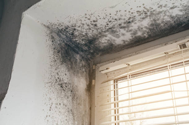Affordable Basement Mold Removal solutions in Media, PA
