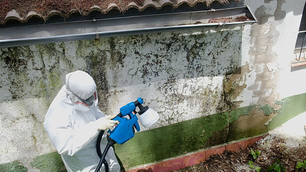 Top rated local Basement Mold Removal specialists in Media, PA